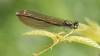IMG_6403 Calopteryx virgo female